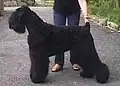 Russischer Schwarzer Terrier