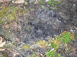 Detailaufnahme des Rußkohlenflözes am linken Ufer der Zwickauer Mulde