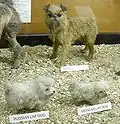 Russische und Mexikanische Schoßhunde (Welpen)