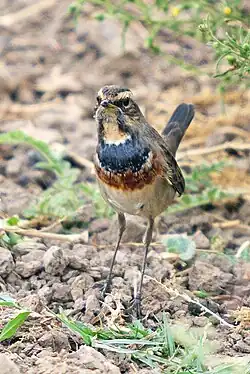 Blaukehlchen
