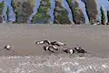 Südamerikanische Seeelefanten