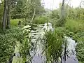 Natürlicher Flusslauf bei Sültingen