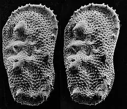 Stereobildpaar eines Mikrofossils kleiner als 1 mm groß.