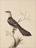 Anomalous Hornbill State Library of New South Wales