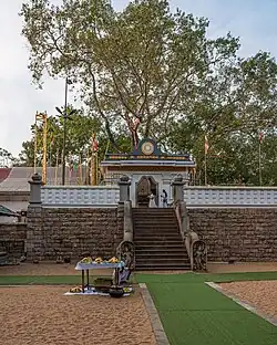 Sri Mahabodhi, der älteste Baum, dessen Geschichte vollständig dokumentiert ist