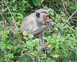 Ceylon-Hutaffe