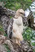 Haubenadler