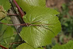 Ranke