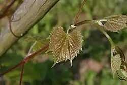 Junges Blatt