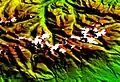 Fehlpixel: Im Bild fehlen die Berggipfel der Hohen Tatra aufgrund von Totalreflexion der Radarwellen. Dieser Effekt kann durch Eis- oder Schneeflächen sowie bei steilen Gebirgshängen auftreten. Ebenso können Wasserflächen zu Fehlpixeln führen.