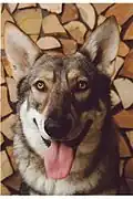 Saarlooswolfhund