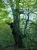 Alte, halbverfallene Hutebuche