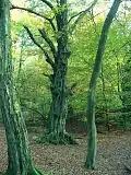 Alte Hainbuche mit strängigem Stamm