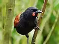 Südinsel-Sattelvogel