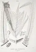 Sadleria souleyetiana