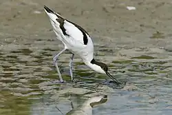 Säbelschnäbler beim Durchseihen des Wassers und Schlamms