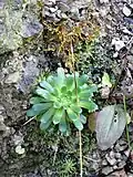 Safrangelber Steinbrech (Saxifraga mutata)