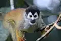 Mittelamerikanischer Totenkopfaffe