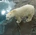 Eisbär (Ursus maritimus)