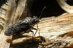 Saldula spec.