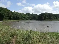 Der Saleen Creek