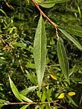 Einzelnes Blatt