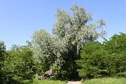 2003 Weiden