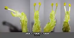 Männliche Blüte mit zwei Staubblättern und kahlem Deckblatt