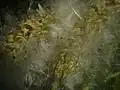 Aufspringende Kap­selfrüchte mit Samen und Flughaaren