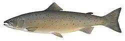 2015 Atlantischer Lachs