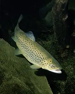 Forelle (Salmo trutta)