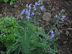Salbei
