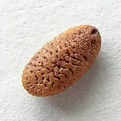 Holundersamen
