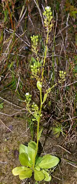 Habitus