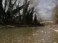 Die Pesa bei Ponte Rotto (San Casciano in Val di Pesa)