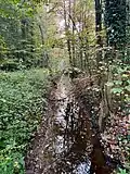 Sandbach im Waldgebiet südlich von Wolbeck