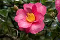 Camellia sasanqua