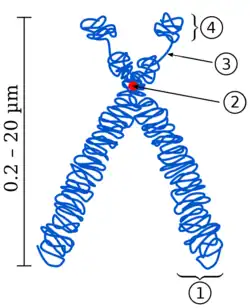 Die beiden Chromatiden sind als gewundene bzw. geknüllte Linie dargestellt. (Die Linie repräsentiert die 30nm Chromatinfaser.) Im Bereich der sekundären Einschnürung sind die Chromatinfasern nicht geknüllt, sondern ausgestreckt.