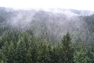 Aufsteigender Nebel aus dem Sauwald in der Nähe von Kopfing