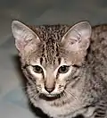 Savannah-Junges