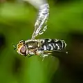 Weibchen im Flug