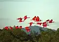 Fliegende Scharlachsichler