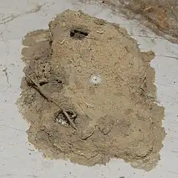 Nest aus Lehm