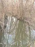 Der Schönbach