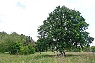Stiel-Eiche an der Pater-Delp-Straße in Hausen