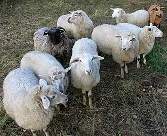 Schafe im Ziegram