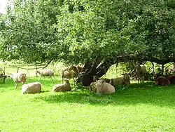 1998 Obstwiese