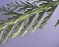 Makro eines Schafgarbenblattes von unten