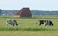 Schapenboet mit Kühen im Vordergrund 53°&nbsp;1′&nbsp;52,1″&nbsp;N, 4°&nbsp;45′&nbsp;52,6″&nbsp;O53.0311524.764622