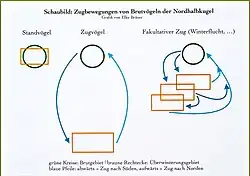 Das Schaubild zeigt schematisch verschiedene Zugbewegungen von Brutvögeln der Nordhalbkugel; bei Standvögeln decken sich Brut- und Überwinterungsgebiet, Zugvögel ziehen vom Brutgebiet in das entfernt liegende Überwinterungsgebiet und zurück, und bei fakultativen Zügen wie der Winterflucht können sich die Überwinterungsgebiete teilweise überlagern und wiederholte kürzere Zugbewegungen auftreten.